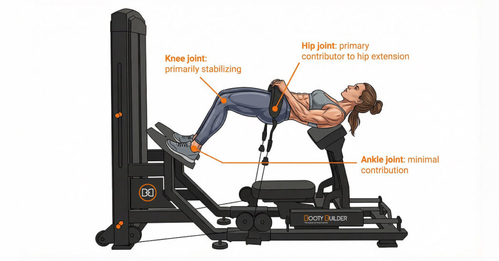 Hip thrust machine diagram showing hip as primary contributor, knee stabilizing, and minimal ankle contribution
